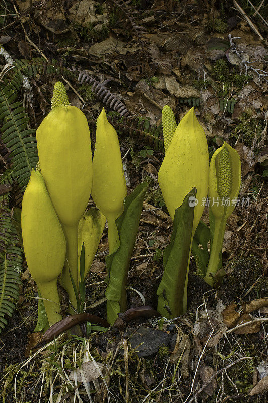 西部臭鼬卷心菜(Lysichiton americanus)，也被称为黄臭鼬卷心菜或沼泽灯笼，是一种发现于沼泽和潮湿的树林，沿着溪流和其他潮湿的地区的太平洋西北地区，它是少数土著物种之一